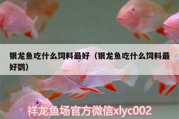 金龍魚銀龍魚混養(yǎng)（金龍魚和銀龍魚可以混養(yǎng)嗎）