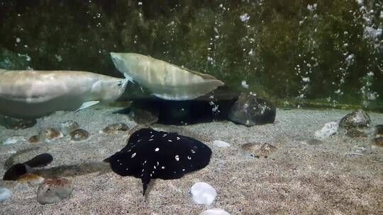 水族館店鋪里有什么動物嗎視頻（水族館店鋪經(jīng)營秘訣水族館店鋪經(jīng)營秘訣水族館店鋪經(jīng)營秘訣）