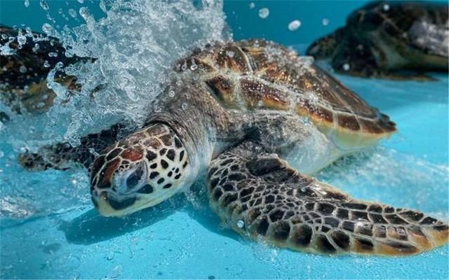 水族館店鋪里有什么動物嗎視頻（水族館店鋪經(jīng)營秘訣水族館店鋪經(jīng)營秘訣水族館店鋪經(jīng)營秘訣）