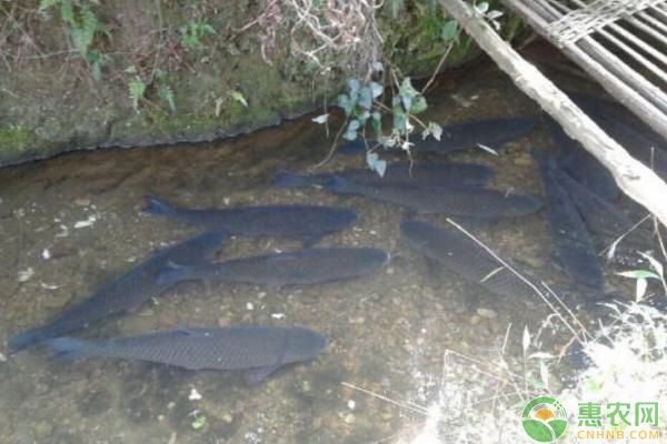 大量換水龍魚會怎樣（大量換水龍魚的水質對其產生顯著的影響） 水族問答 第2張