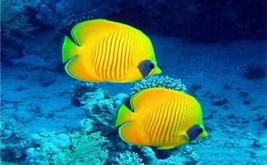 水族館觀賞魚圖片（提升水族館觀賞魚吸引力的策略） 水族館百科（水族館加盟） 第4張