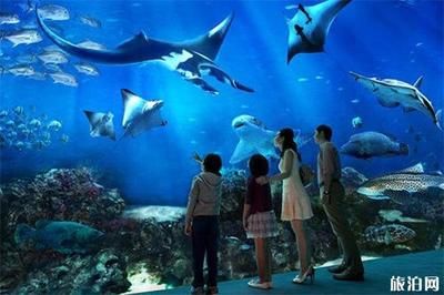 水族館里一般有什么動(dòng)物呢（水族館中的特殊展區(qū)） 水族館百科（水族館加盟） 第4張