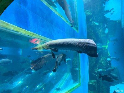 水族館取名字怎么?。ㄋ屦^名字怎么取？）