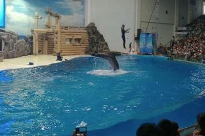 水族館表演時間（徐州市水族館表演時間在2019年夏季和節(jié)假日的營業(yè)時間調(diào)整） 水族館百科（水族館加盟） 第4張