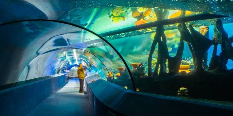 水族館哪個地方的好（上海海洋水族館親子游玩攻略大連圣亞海洋世界門票優(yōu)惠） 水族館百科（水族館加盟） 第5張