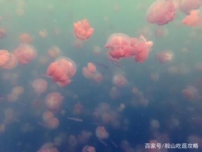 水族館的名字大全四個字（水族館名字大全四個字） 水族館百科（水族館加盟） 第4張