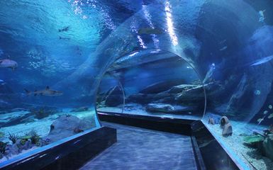 怎么開一家水族館（開一家水族館的詳細(xì)步驟和注意事項(xiàng)和注意事項(xiàng)）