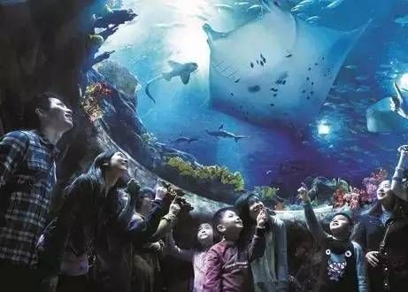 怎么開(kāi)一家水族館（開(kāi)一家水族館的詳細(xì)步驟和注意事項(xiàng)和注意事項(xiàng)） 水族館百科（水族館加盟） 第5張