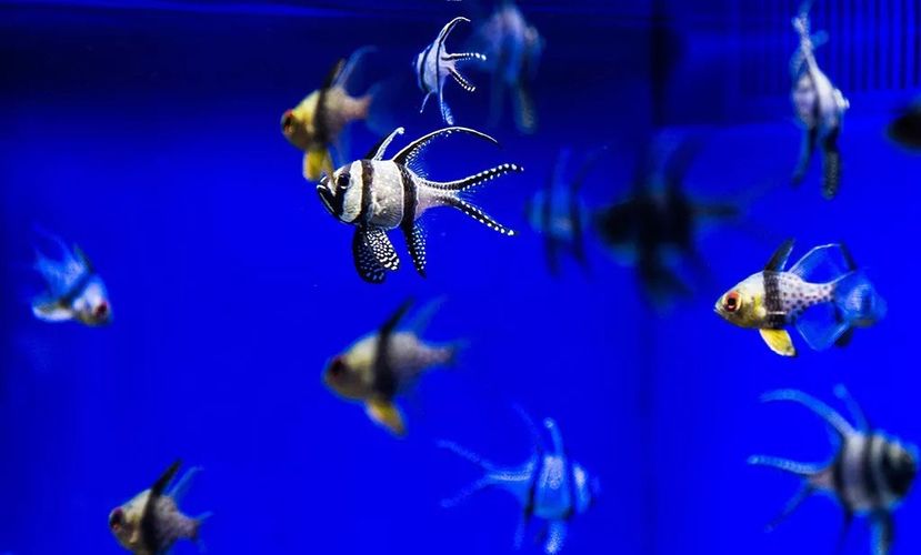 水族館價格表最新（上海海洋水族館價格表） 水族館百科（水族館加盟） 第4張