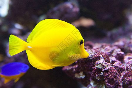 水族館魚類大全名稱圖片大全及價格（水族館中魚類的全稱、圖片以及價格） 水族館百科（水族館加盟） 第5張