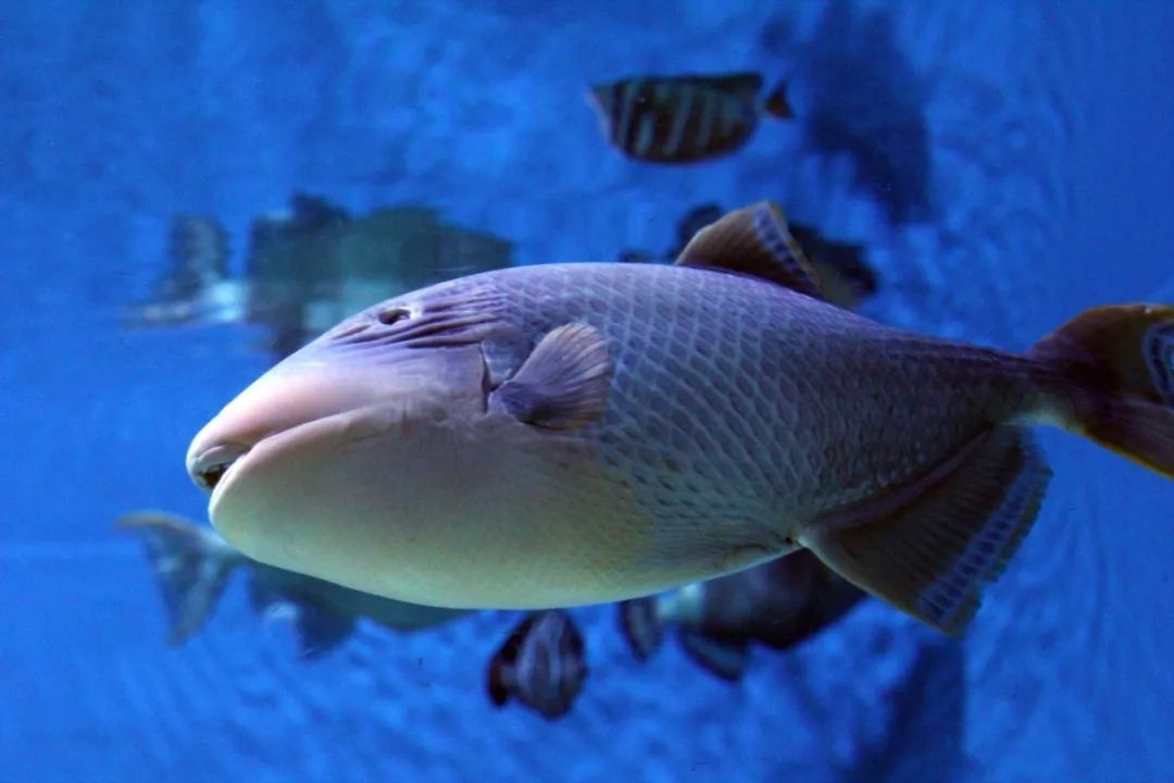 水族館有什么魚類（上海海洋水族館中常見的魚類包括熱帶魚、淡水魚和海水魚） 水族館百科（水族館加盟） 第3張