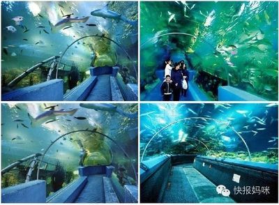 開一家水族館做什么準備活動（開一家水族館是一項需要精心策劃和準備的活動需要準備的活動） 水族館百科（水族館加盟） 第5張