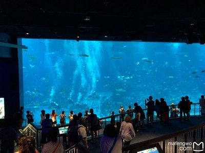 水族館開館時間（上海海洋水族館特色展覽介紹水族館開館時間表演時間表）