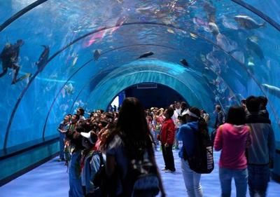 水族館開館時(shí)間（上海海洋水族館特色展覽介紹水族館開館時(shí)間表演時(shí)間表） 水族館百科（水族館加盟） 第4張