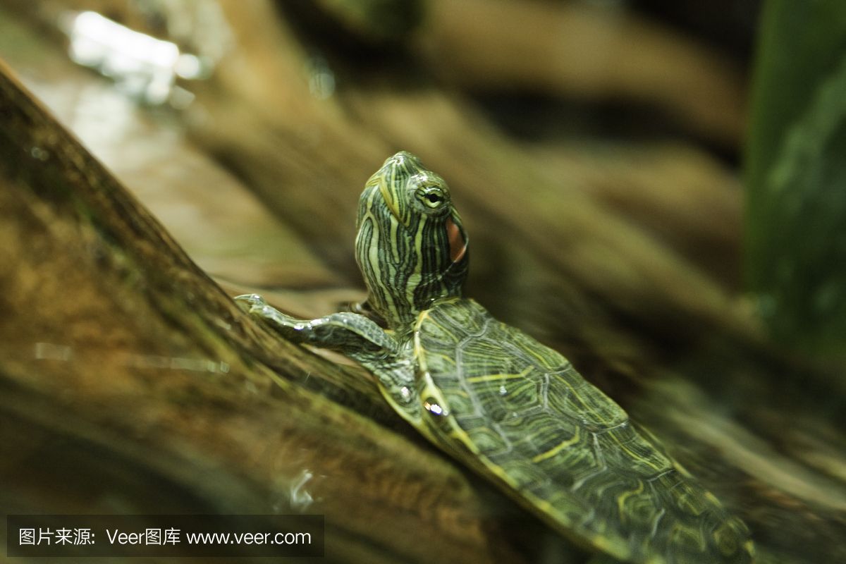 水族館店鋪里有什么動(dòng)物和植物（探討水族館店鋪中常見的動(dòng)物和植物種類） 水族館百科（水族館加盟） 第4張