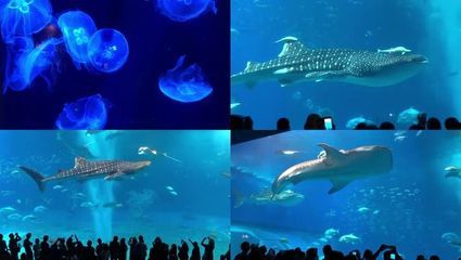 水族館名稱大全四個字（全球知名水族館名稱及其特點：水族館名稱及其特點） 水族館百科（水族館加盟） 第4張