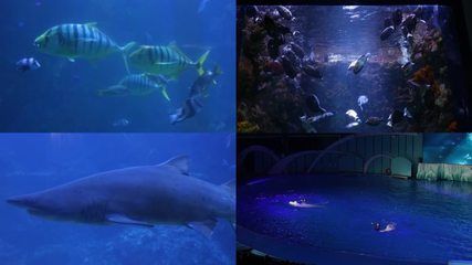 水族館魚類介紹大全視頻（“水族館魚類介紹大全視頻詳情”水族館魚類文字介紹） 水族館百科（水族館加盟） 第4張