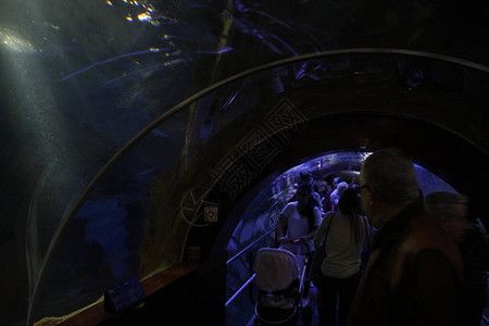 水族館店鋪里有什么動(dòng)物名字和圖片（水族館中常見(jiàn)的一些動(dòng)物名字和簡(jiǎn)要介紹）