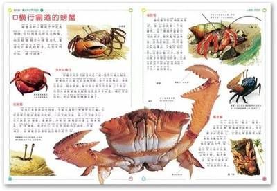 飛龍魚是什么魚（飛龍魚是一種淡水魚類，飛龍魚的養(yǎng)殖技術(shù)，飛龍魚的生態(tài)意義）