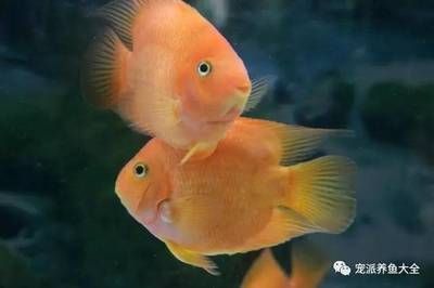 埃及神仙魚可以和龍魚混養(yǎng)嗎圖片（埃及神仙魚和龍魚可以混養(yǎng)但需要確保魚缸水質(zhì)適宜） 水族問答 第1張