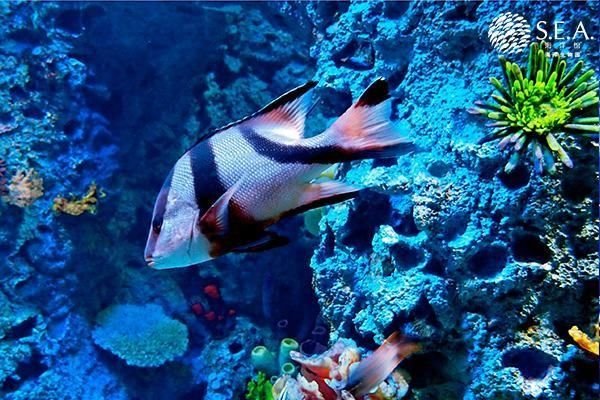 水族館魚類介紹大全（水族館中的魚類繁殖技術(shù)和水族館魚類繁殖技術(shù)介紹） 水族館百科（水族館加盟） 第3張