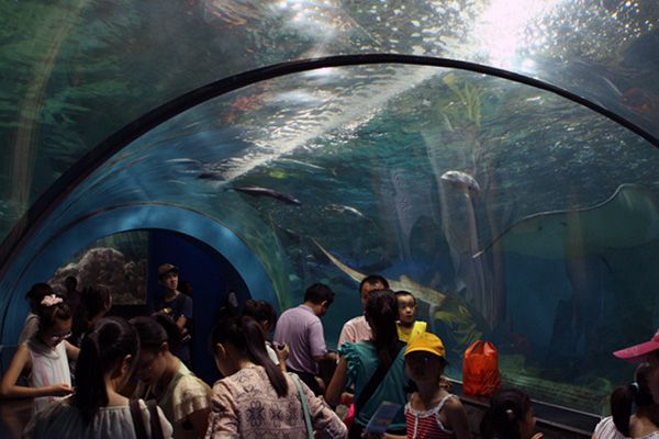 水族館游玩（三亞亞特蘭蒂斯水族館） 水族館百科（水族館加盟） 第5張