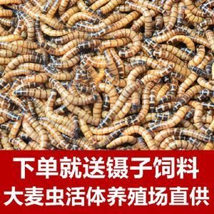 金龍魚養(yǎng)殖場（關于金龍魚養(yǎng)殖場的一些詳細信息） 龍魚百科 第4張