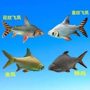 金龍魚和泰國鯽魚混養(yǎng)