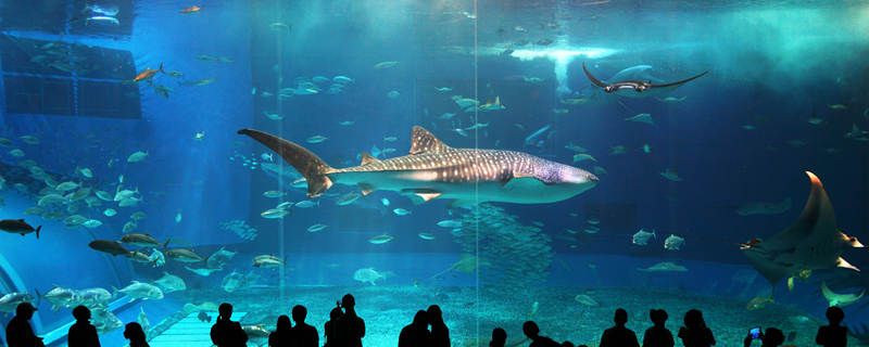 水族館里100種動物名稱和特點（水族館的動物名稱及其特點） 水族館百科（水族館加盟） 第5張