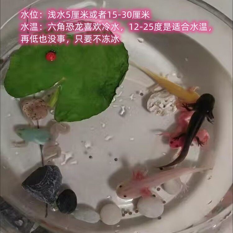 六角恐龍魚會淹死嗎（六角恐龍魚不會淹死嗎）