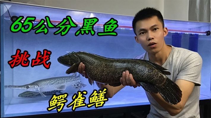 龍魚和鱷雀鱔打架（龍魚與鱷雀鱔混養(yǎng)的最佳實踐） 龍魚百科 第2張