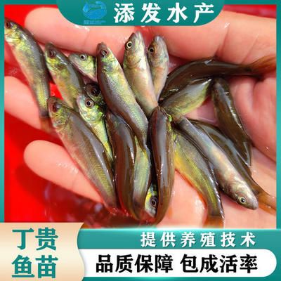 紅龍魚圖片高清 頭像女人（如何為紅龍魚選擇適合的魚缸？）