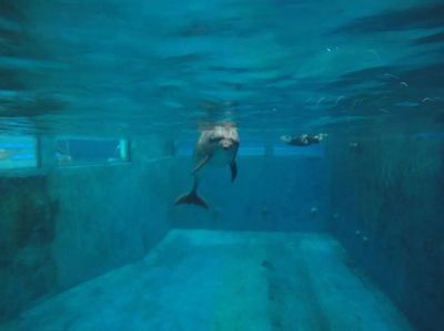 開水族館需要辦什么證件嗎要多少錢（開水族館需要辦理什么證件） 水族館百科（水族館加盟） 第4張