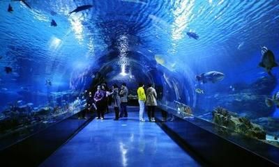 現(xiàn)在水族館生意怎么樣?。ㄉ虾：Ｑ笏屦^） 水族館百科（水族館加盟） 第4張