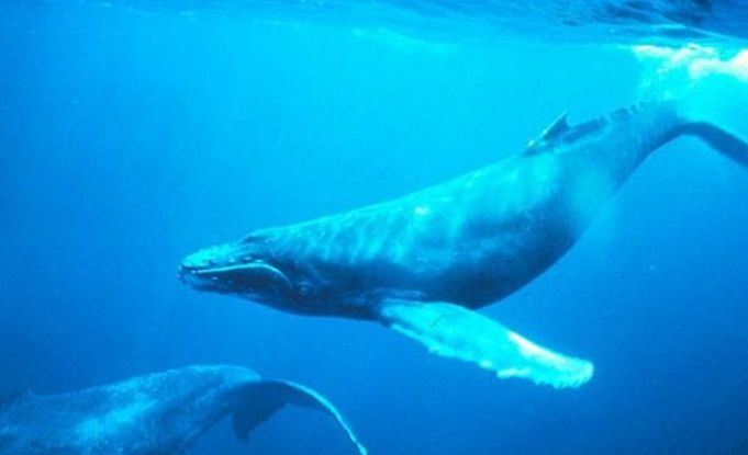 水族館一般多少錢(qián)一平方（水族生物采購(gòu)成本分析水族生物采購(gòu)成本分析）