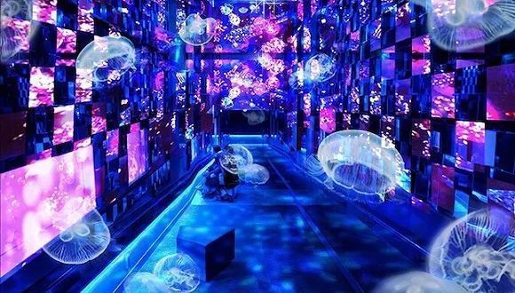 水族館建設(shè)與造景論文（水族館建設(shè)與造景）