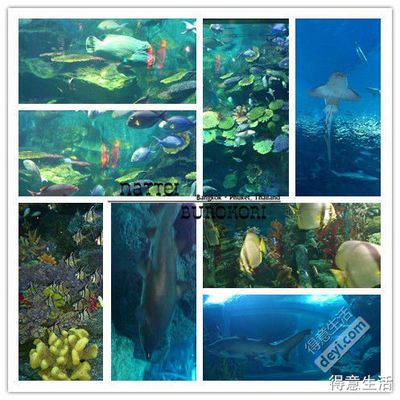 水族館是做什么的啊英語（水族館如何教育公眾海洋哺乳動物在水族館的生活）