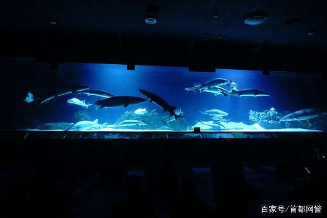 水族館好玩嗎現(xiàn)在還能去嗎（上海海洋水族館是一個(gè)適合各個(gè)年齡段游客的旅游目的地）