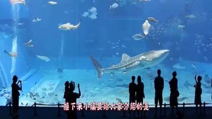 水族館起什么名字霸氣點(diǎn)（水族館名字應(yīng)該體現(xiàn)出其獨(dú)特的魅力和特色，同時(shí)要易于記憶、發(fā)音清晰） 水族館百科（水族館加盟） 第4張