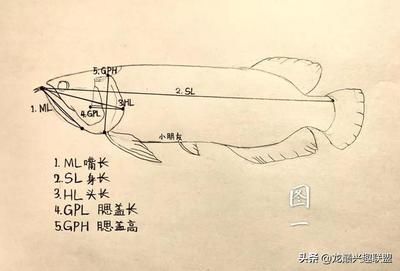 龍魚怎么畫？（龍魚的繪畫技巧包括選擇適合你的畫材和工具和工具）