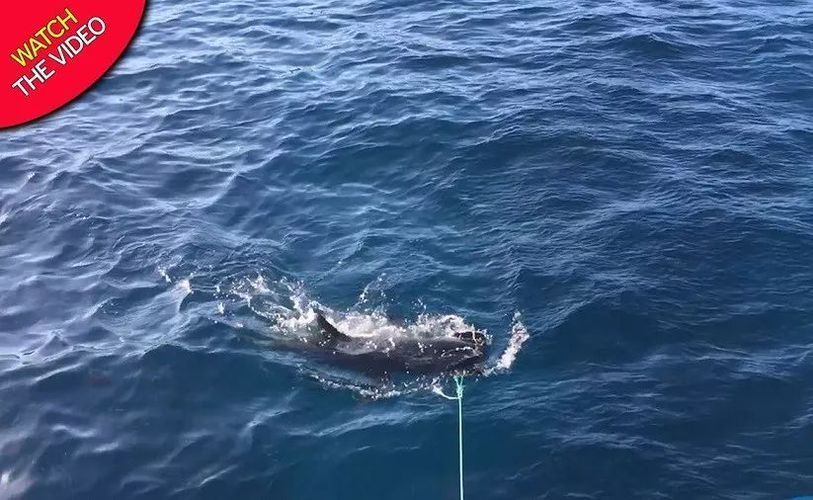 雷龍魚和金魚的區(qū)別（雷龍魚和金魚在外觀上有什么不同，雷龍魚和金魚的區(qū)別） 水族問答 第2張