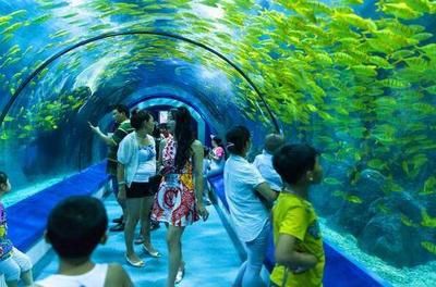 水族館游玩作文怎么寫（如何寫好水族館游玩作文）