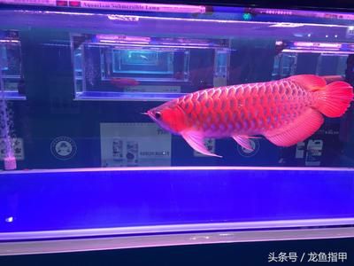 買龍魚去哪里買便宜又好（廣州花地灣龍魚市場地址拼多多購買龍魚注意事項） 龍魚百科 第5張