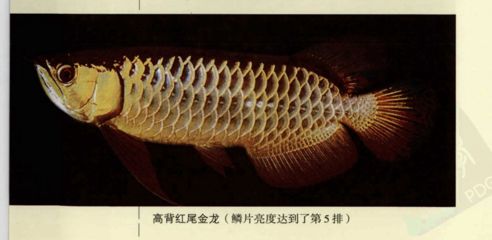 紅尾金龍魚吃什么（紅尾金龍魚喂養(yǎng)注意事項） 龍魚百科 第2張