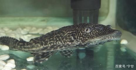 水族館專家如何指導(dǎo)繁殖（水族館專家會指導(dǎo)魚類繁殖技術(shù)的現(xiàn)狀與未來發(fā)展趨勢）