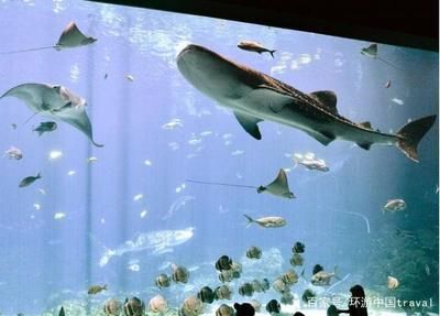 水族館專家如何指導(dǎo)繁殖（水族館專家會指導(dǎo)魚類繁殖技術(shù)的現(xiàn)狀與未來發(fā)展趨勢）