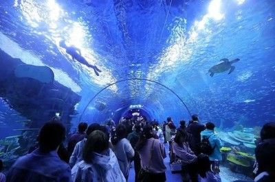 水族館行業(yè)市場競爭現狀（中國水族館行業(yè)的市場競爭日益激烈，市場競爭日益激烈） 水族館百科（水族館加盟） 第6張