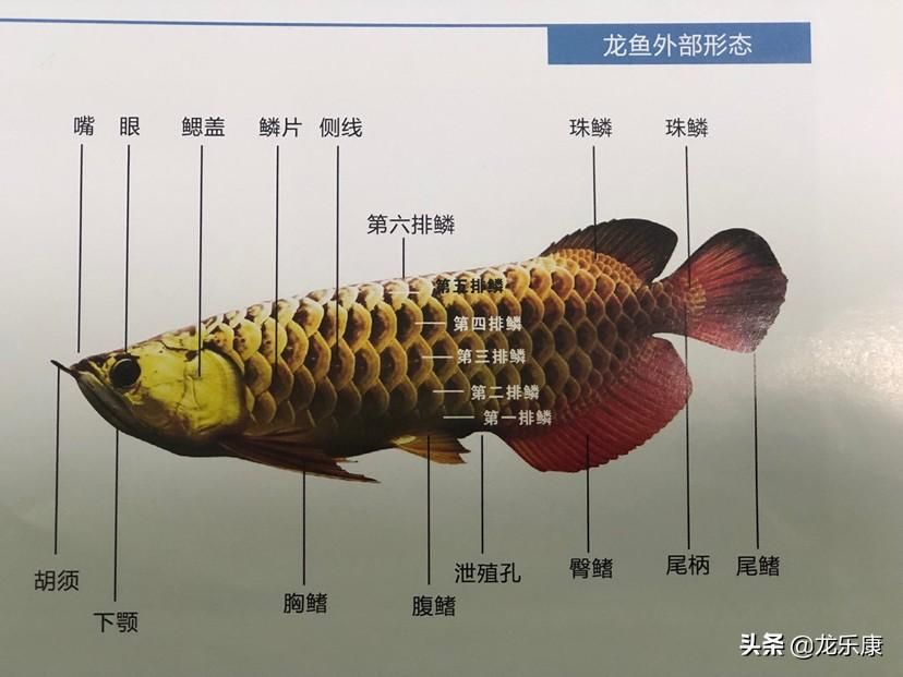 龍魚常見品種飼養(yǎng)與現(xiàn)狀分析圖（龍魚常見品種、飼養(yǎng)方法和現(xiàn)狀分析龍魚養(yǎng)殖水質(zhì)管理技巧） 龍魚百科 第3張