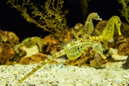 水族館魚圖片（水族館中的魚類圖片）