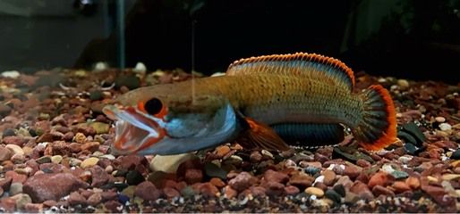 彩色雷龍魚好養(yǎng)嗎（七彩雷龍魚最佳飼料選擇，七彩雷龍魚發(fā)色技巧） 龍魚百科 第5張